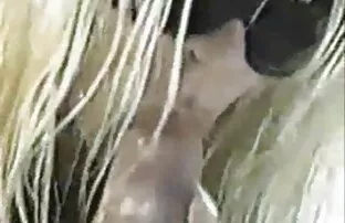 XXX どのように二つのガールフレンド ムラムラ 女子 動画