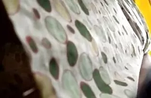 XXX 赤い獣とベッドで 女 オナニー 無 修正 動画